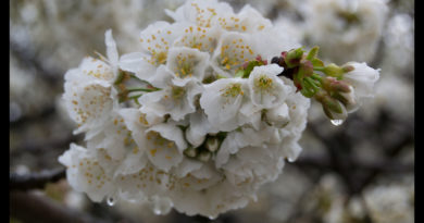 Video del Valle del Jerte - Cerezo en flor