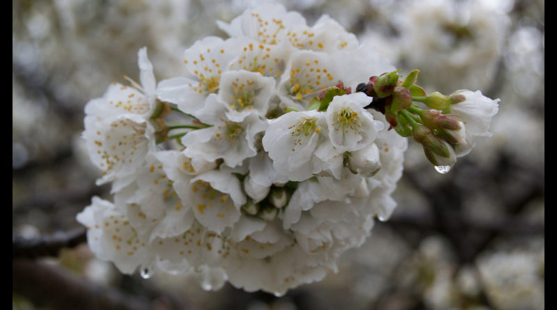 Video del Valle del Jerte - Cerezo en flor