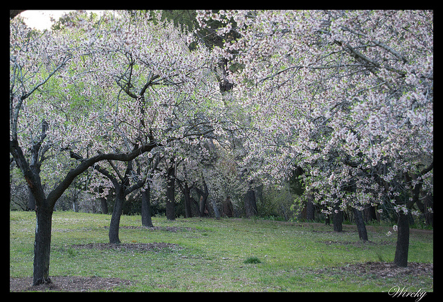 Almendros en flor en Parque Quinta de los Molinos