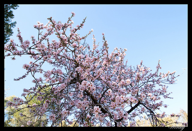 Almendros en flor en Parque Quinta de los Molinos
