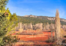 Ruta del mimbre en Cuenca: un viaje por el arte y la tradición de la provincia