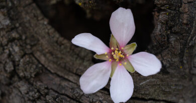 Dónde ver almendros en flor en Madrid: los mejores lugares